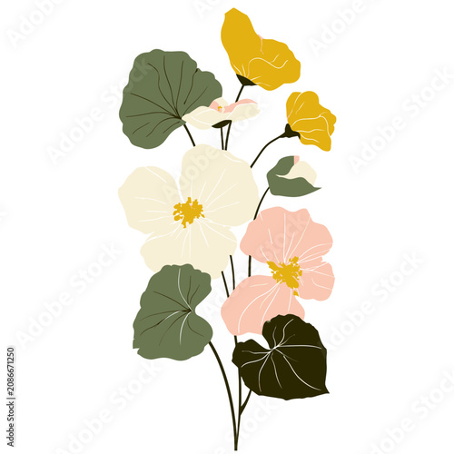 Begonia Delicate Flow Flower Illustration