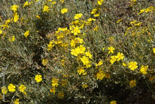 Canvastavla Italy Sardinia island nature