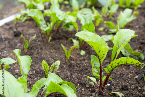 Canvastavla young green beet salad leaves grow in the garden