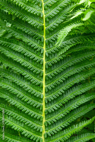 green fern in the garden in summer