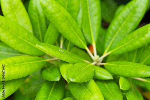 Green Rhododendron Leaves Macro Shot