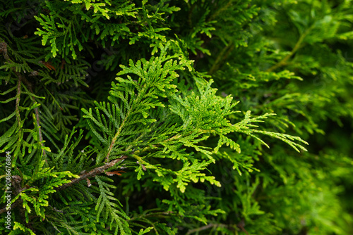 close-up of thuja branches in a summer garden