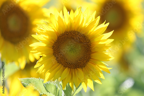 Strahlende Sonnenblume im Feld