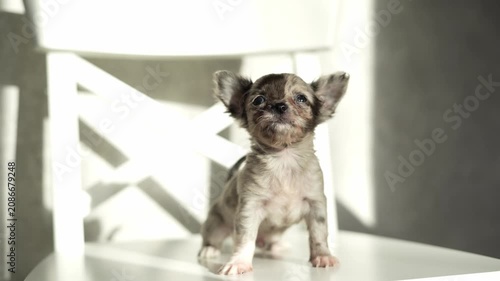 chihuahua puppy sits on a textured beige armchair, looking directly at the camera in a bright, minimalist setting.	