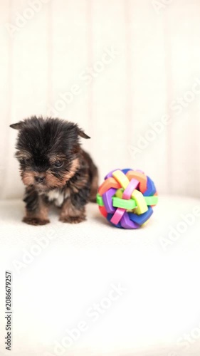 Yorkshire Terrier puppy sits on a beige upholstered chair next to a colorful toy, looking directly at the camera.