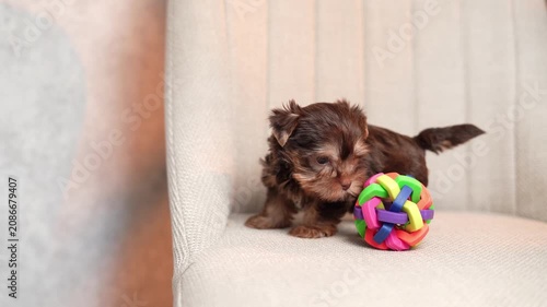 Yorkshire Terrier puppy sits on a beige upholstered chair next to a colorful toy, looking directly at the camera.