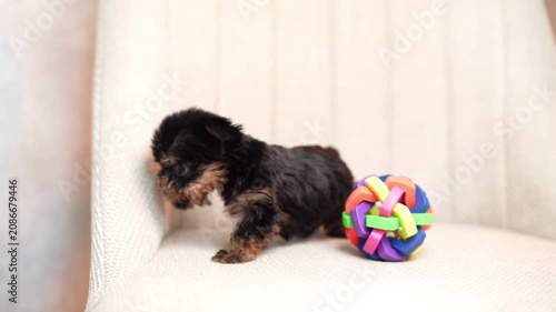 Yorkshire Terrier puppy sits on a beige upholstered chair next to a colorful toy, looking directly at the camera.