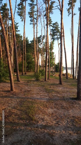 Vertical panning shot of a pine forest on the shore at sunrise
