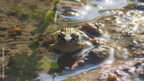 
Front View of Juvenile Bullfrog with Beautiful Backlight Bokeh on Water Surface.4k

