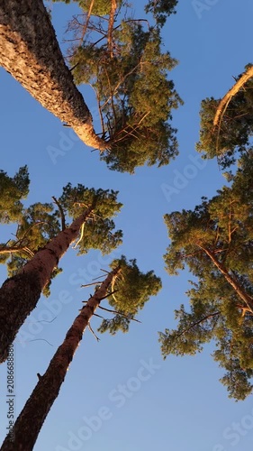 Vertical low angle shot spinning under tall pine trees against blue sky
