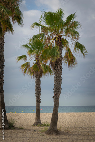 Photos Palmeras en la playa de Comarruga (El Vendrell, Tarragona)