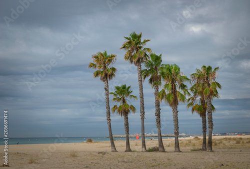 Tableau sur toile Palmeras en la playa de Comarruga (El Vendrell, Tarragona)