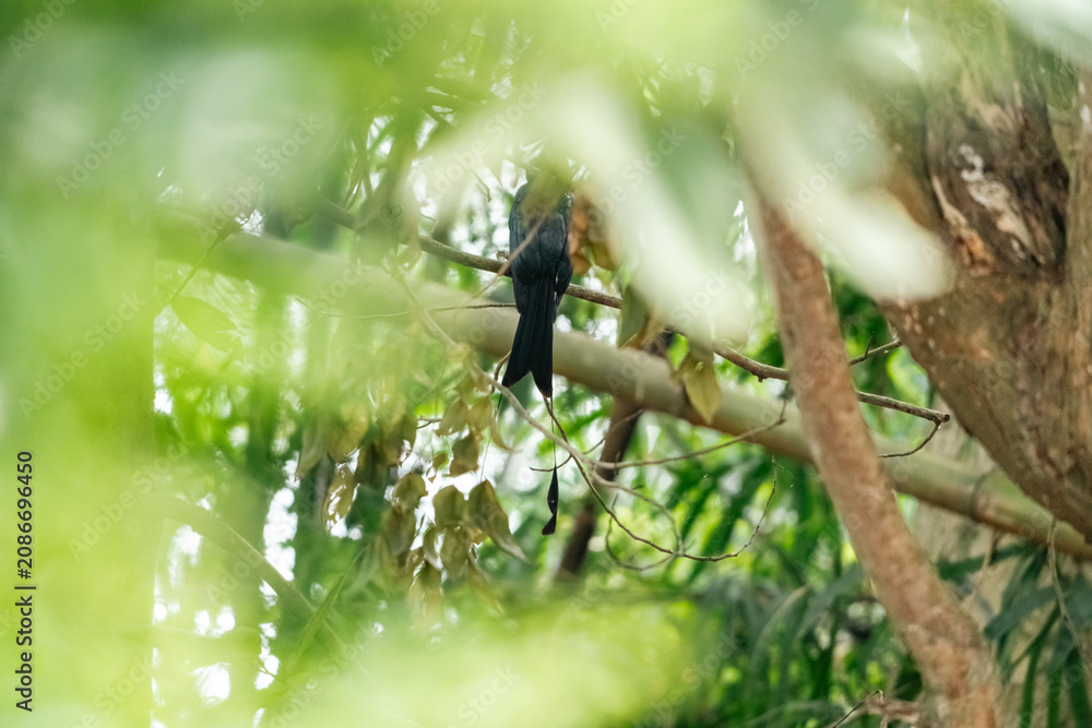Fototapeta premium Earth Day concept on sustainability environmental renewable bird tree forest leaf branch green wildlife nature tropical black bird perched on branch amid lush foliage