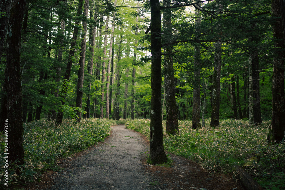 Obraz premium Earth Day concept on sustainability environmental renewable forest trail tree path woodland green nature foliage landscape serene forest trail winding through dense green woodland with tall tree