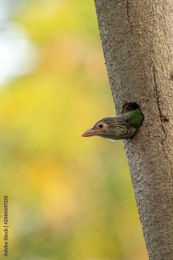 Fototapeta premium Earth Day concept on sustainability environmental renewable bird tree trunk nest hole green head beak feather wildlife