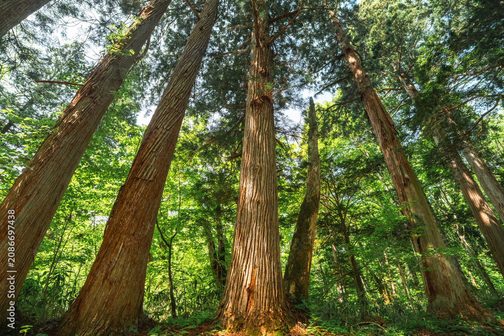 Obraz premium Earth Day concept on sustainability environmental renewable Forest tree trunk canopy woodland green sunlight bark nature wilderness towering evergreen tree trunk in lush forest