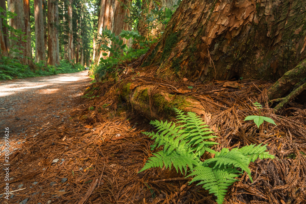 Obraz premium Earth Day concept on sustainability environmental renewable forest trail tree trunk fern moss bark woodland nature green forest trail beside giant tree trunk with fern, moss, and bark shaded