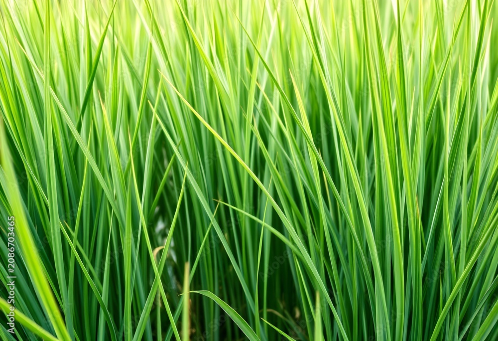 Fototapeta premium green grass texture