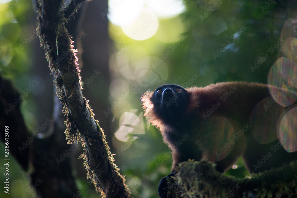 Fototapeta premium red ruffed lemur