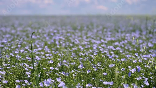 Wide view of blooming blue flax field on a sunny summer day sky. Natural agricultural landscape and rural countryside.