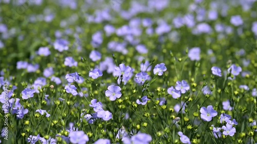Close up of delicate blue flax flowers growing in a cultivated field during summer. Natural floral background with shallow depth of field.
