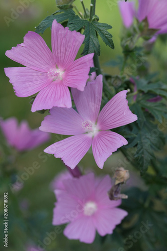 Vibrant Purple Musk mallow, Malva moschataFlowers Blossom in a Lush Green Garden, Highlighting Nature's Delicate Beauty