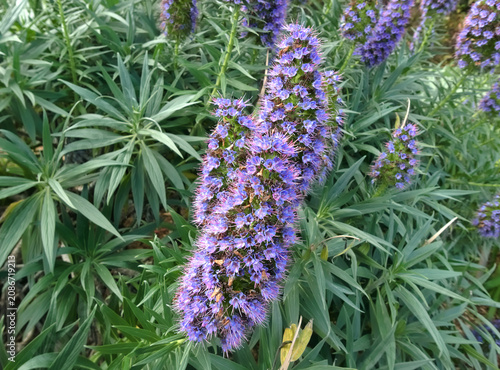 macro of vivid echium candidans flower in its foliage