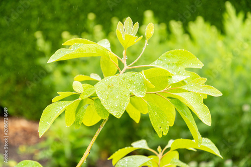 Sassafras Albidum plant in Saint Gallen in Switzerland 9.6.2026