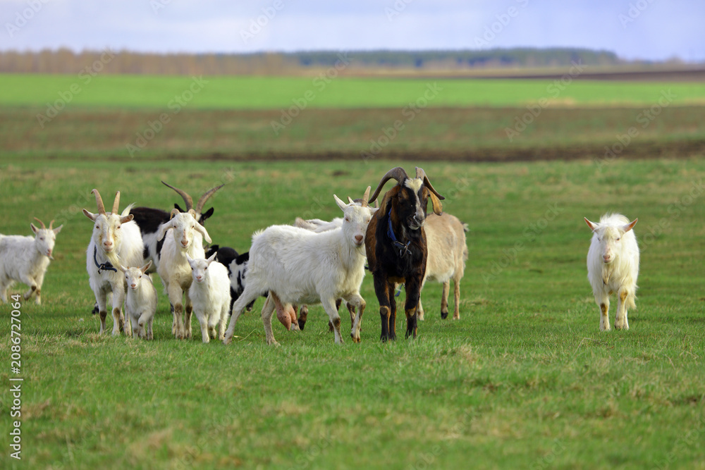 Fototapeta premium A herd of domestic goats grazes on a green meadow.