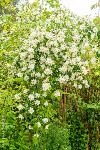 Sweet mock orange or Philadelphus Coronarius plant in Saint Gallen in Switzerland 9.6.2026