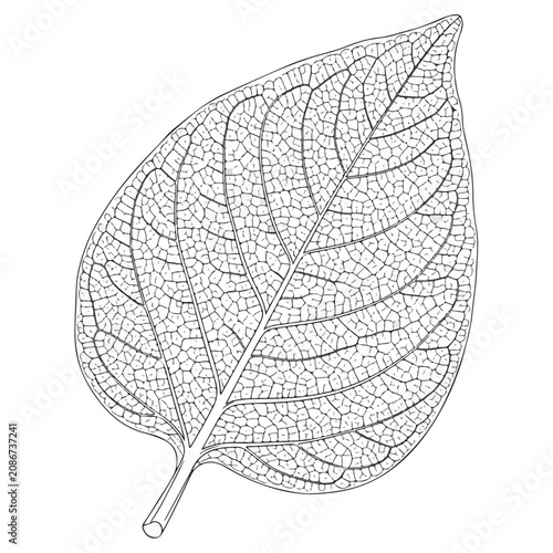 minimalist botanical skeleton leaf line art vector illustration