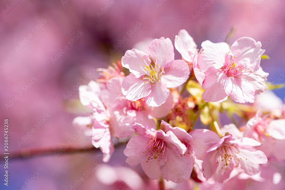 Fototapeta premium 桜の花 春のイメージ