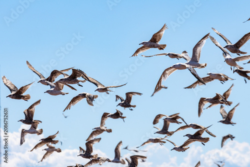Fotografie Gaspesie, Canada, 17 June 2026 : A large flock of seagulls flies across a clear blue sky with scattered white clouds