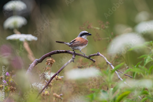 Neuntöter (Lanius collurio) Männchen sitzt auf Ast in einer Blühfläche mit weißen und roten Blüten von Hochstauden im Sommer, Baden-Württemberg, Deutschland
