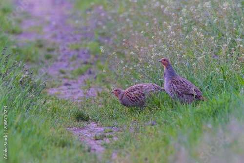 Rebhuhn (Perdix perdix) Brutpaar mit Männchen und Weibchen auf blühendem Feldweg bei der Nahrungssuche im Frühling, Hessen, Deutschland