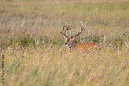 Rothirsch (Cervus elaphus), Männchen mit großem Geweih steht röhrend im Schilf während der Brunft im Herbst, Darss, Mecklenburg-Vorpommern, Deutschland