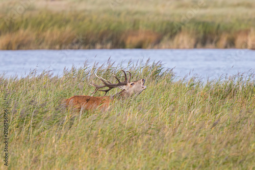 Rothirsch (Cervus elaphus), Männchen mit großem Geweih steht röhrend im Schilf während der Brunft im Herbst, Darss, Mecklenburg-Vorpommern, Deutschland