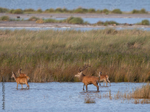 Rothirsch (Cervus elaphus), Männchen mit großem Geweih läuft mit Weibchen Rudel vor der Ostsee durch Flachwasser eines Sees während der Brunft im Herbst, Darss, Mecklenburg-Vorpommern, Deutschland