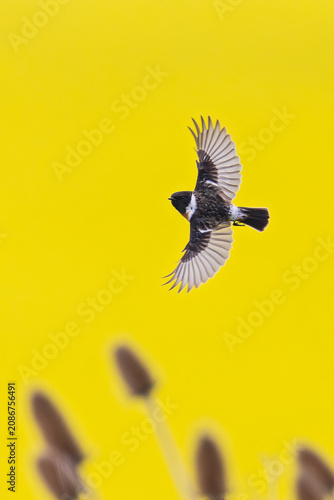 Schwarzkehlchen (Saxicola rubicola) Männchen fliegt mit ausgebreiteten Flügeln vor intensiv gelb blühenden Rapsfeld über Blütenständen der Wilden Karde (Dipsacus fullonum), Hessen, Deutschland