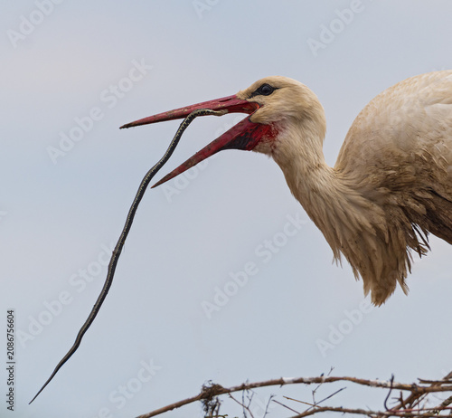 Weißstorch (Ciconia ciconia) frisst Ringelnatter (Natrix natrix), Bayern, Deutschland 