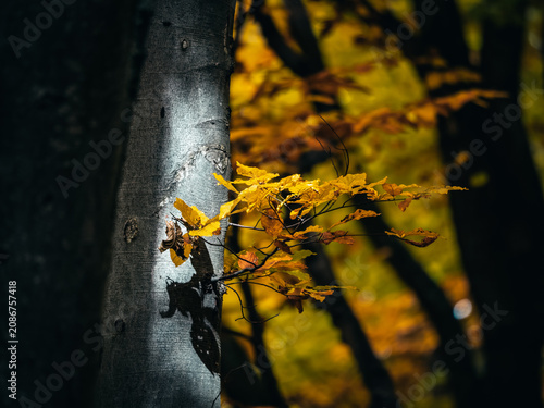 Close Up of Yellow Autumn Leaves and Dark Tree Trunk in Forest