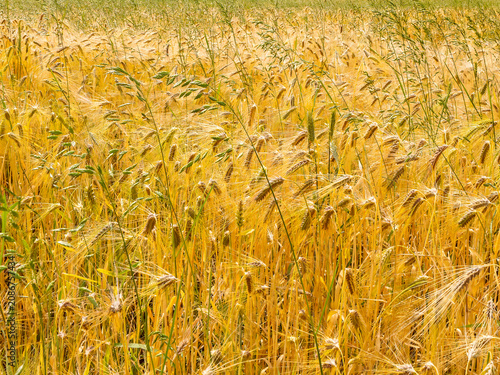 Golden Wheat Field and Rolling Hills in Rural Summer Close up Landscape