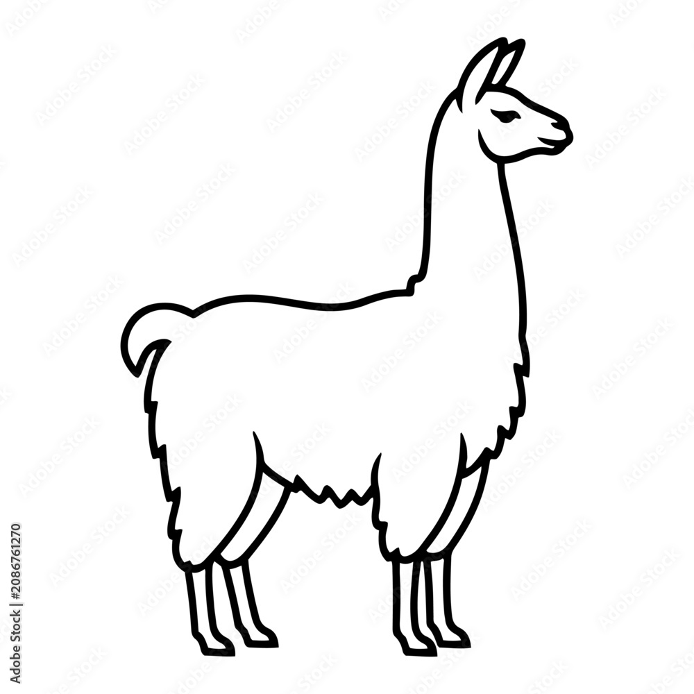 Fototapeta premium Llama outline drawing showing domestic alpaca animal in minimalist thick line style