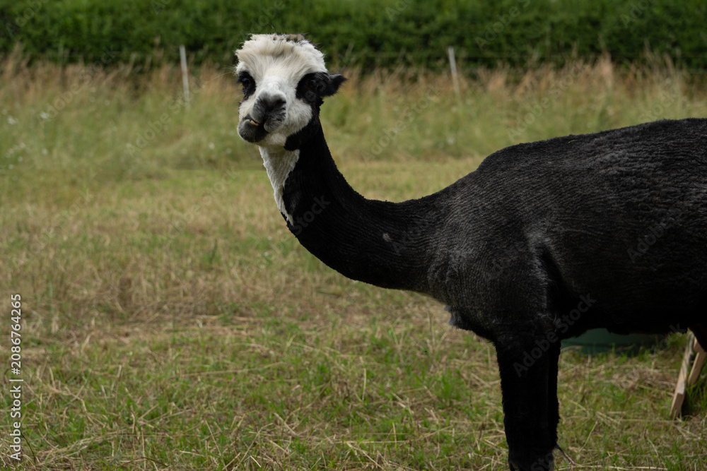 Fototapeta premium alpaka tier natur lama