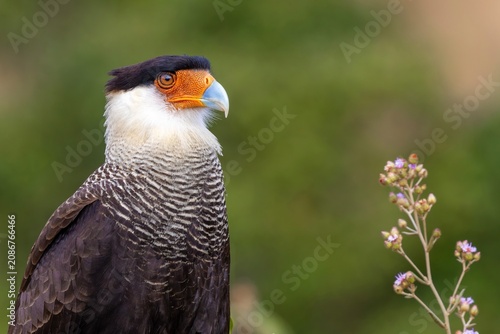Portrait of a crested caracara 