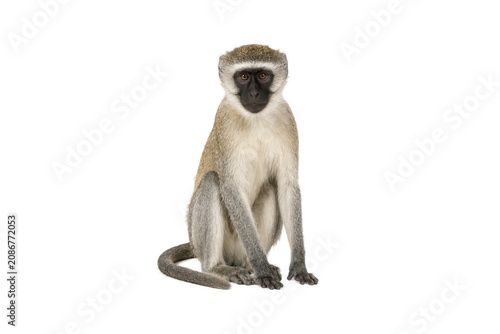 Obraz na płótnie Vervet monkey sitting and looking at the camera, isolated on a white background