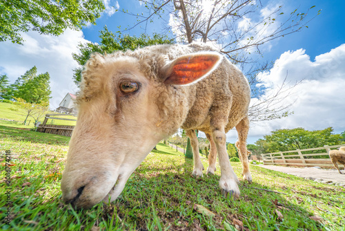 Foto Curious Sheep Looking into the Camera with a Wide Angle Lens