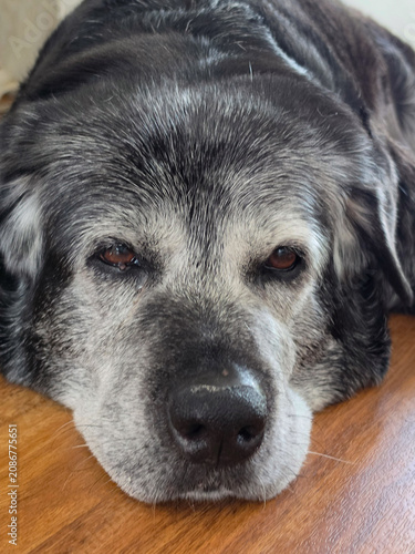 Senior Dog with Gray Muzzle and Open Mouth

