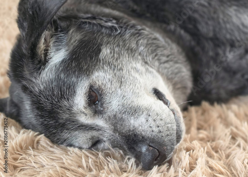 Aging Black Dog with Gray Muzzle Dozing on Carpet
