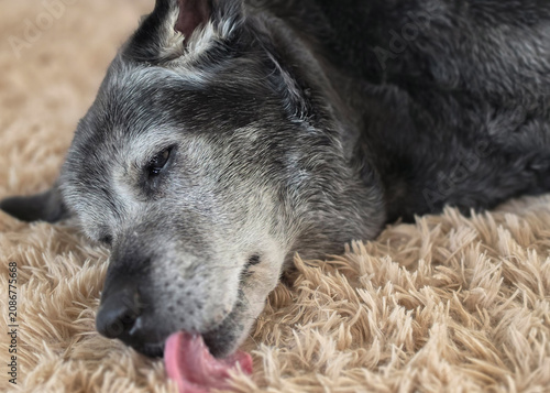 An elderly dog ​​lay relaxed, licking the carpet
